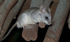 Black-Tailed Thallomys photo 2