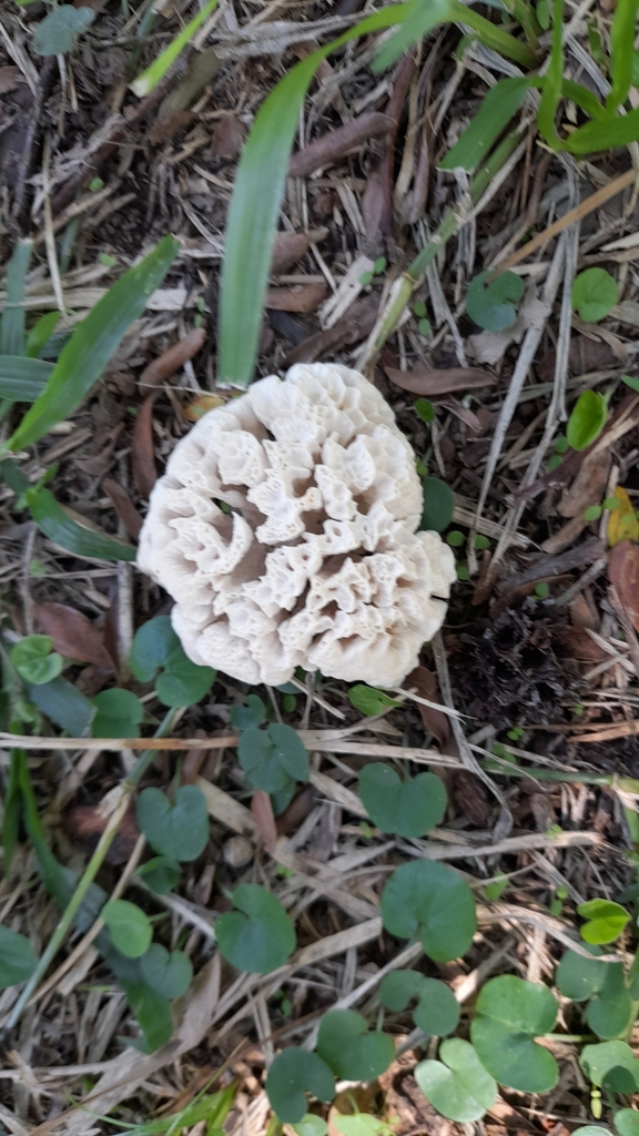 Irpex rosettiformis · February 2023 · photo: © pablohcapovilla (iNaturalist, cc-by)