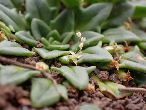 Plantago brownii F.Dietr.