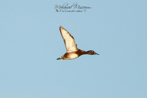 Ferruginous Duck