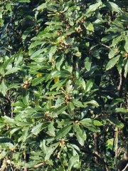 Laurus novocanariensis image