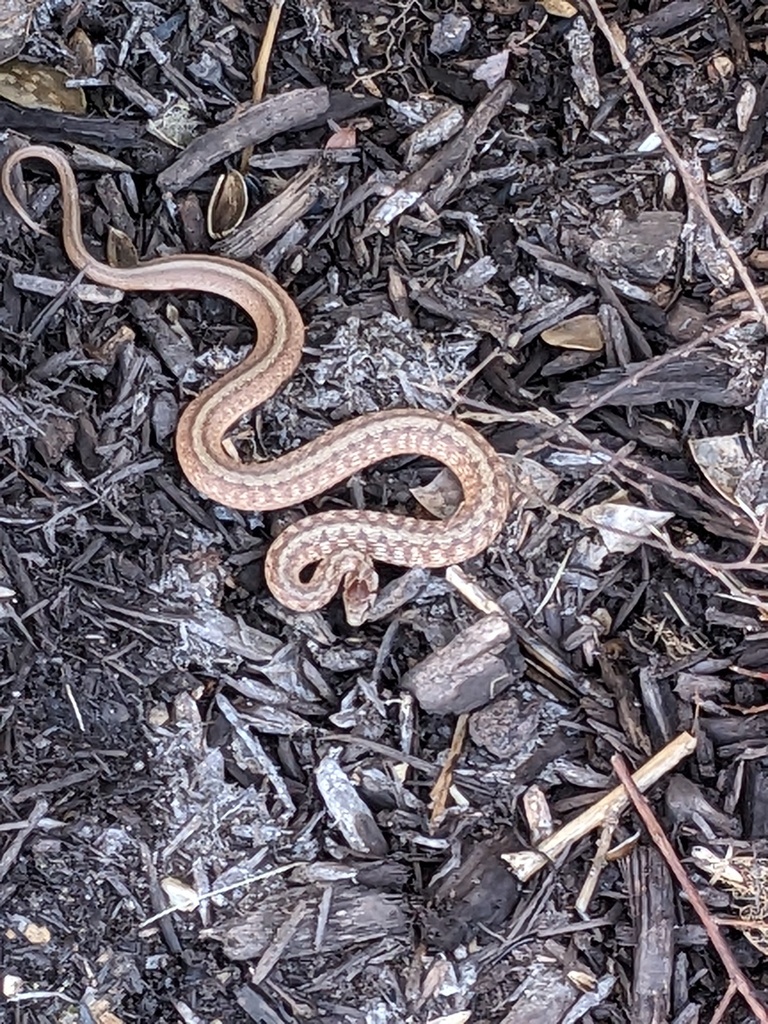 Dekay's Brownsnake In February 2023 By Thomasanderson496 · INaturalist