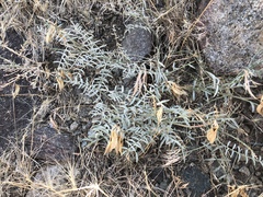Astragalus bicristatus