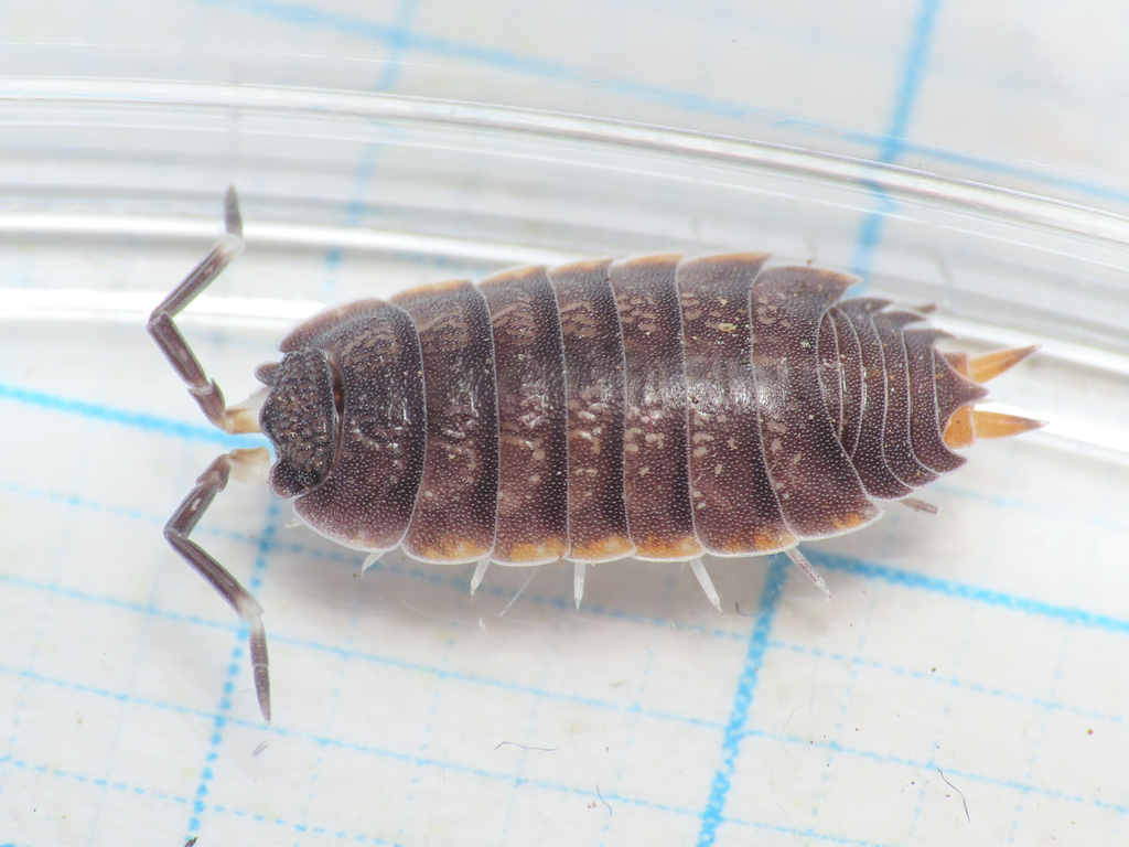 Uramba triangulifera from Karatu, Tanzania on February 18, 2023 at 06: ...