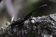 Claeoderes radulirostris mexicanus