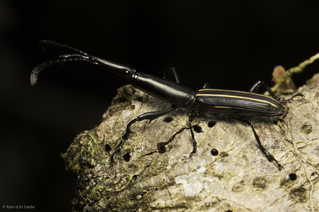 Claeoderes radulirostris