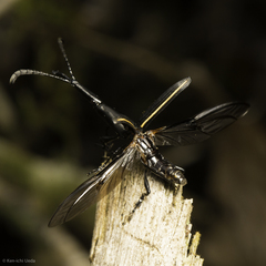Claeoderes radulirostris mexicanus