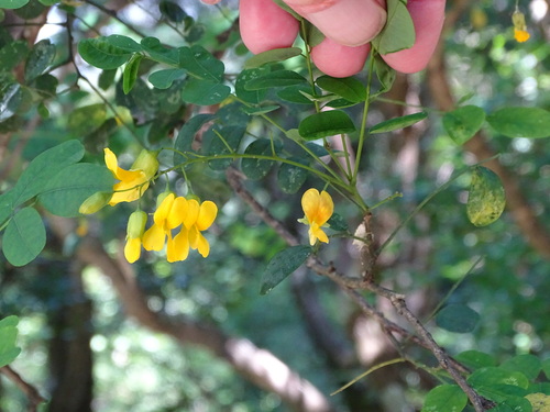 Image of Calpurnia aurea by (c) Shaun Swanepoel, some rights reserved (CC BY)