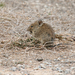 Rato-Arbusteiro-Do-Karoo - Photo (c) Mike Richardson and Sarah Winch, alguns direitos reservados (CC BY-NC-ND)
