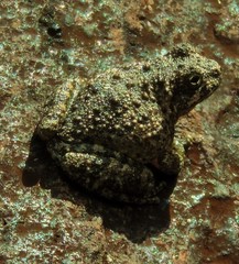 Hyla arenicolor