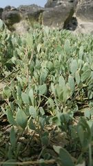 Atriplex portulacoides