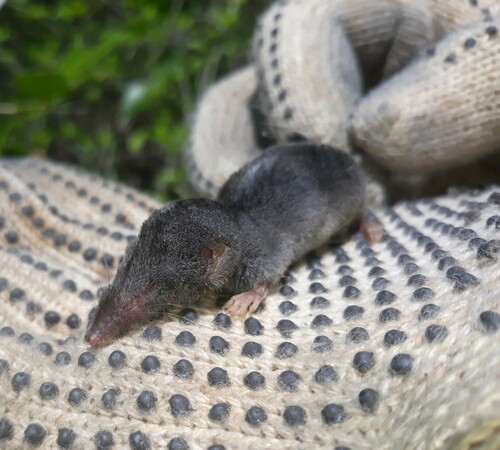 Yucatan Small-eared Shrew