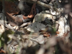 Aspidoscelis angusticeps angusticeps