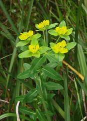 Helioscopia