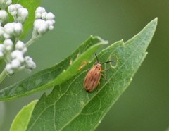 Ophraella notata