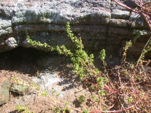 Dysphania carinata observed 2006-05-01