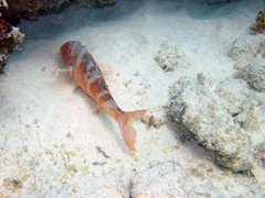 Pseudupeneus prayensis