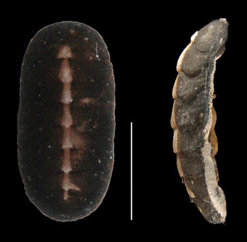 white-barred chiton