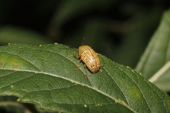 Cryptocephalus umbonatus