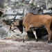 Giant Eland - Photo (c) cuatrok77, some rights reserved (CC BY-SA)