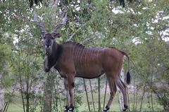 Giant Eland photo 3