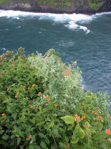 Chenopodium oahuense observed 2005-04-15