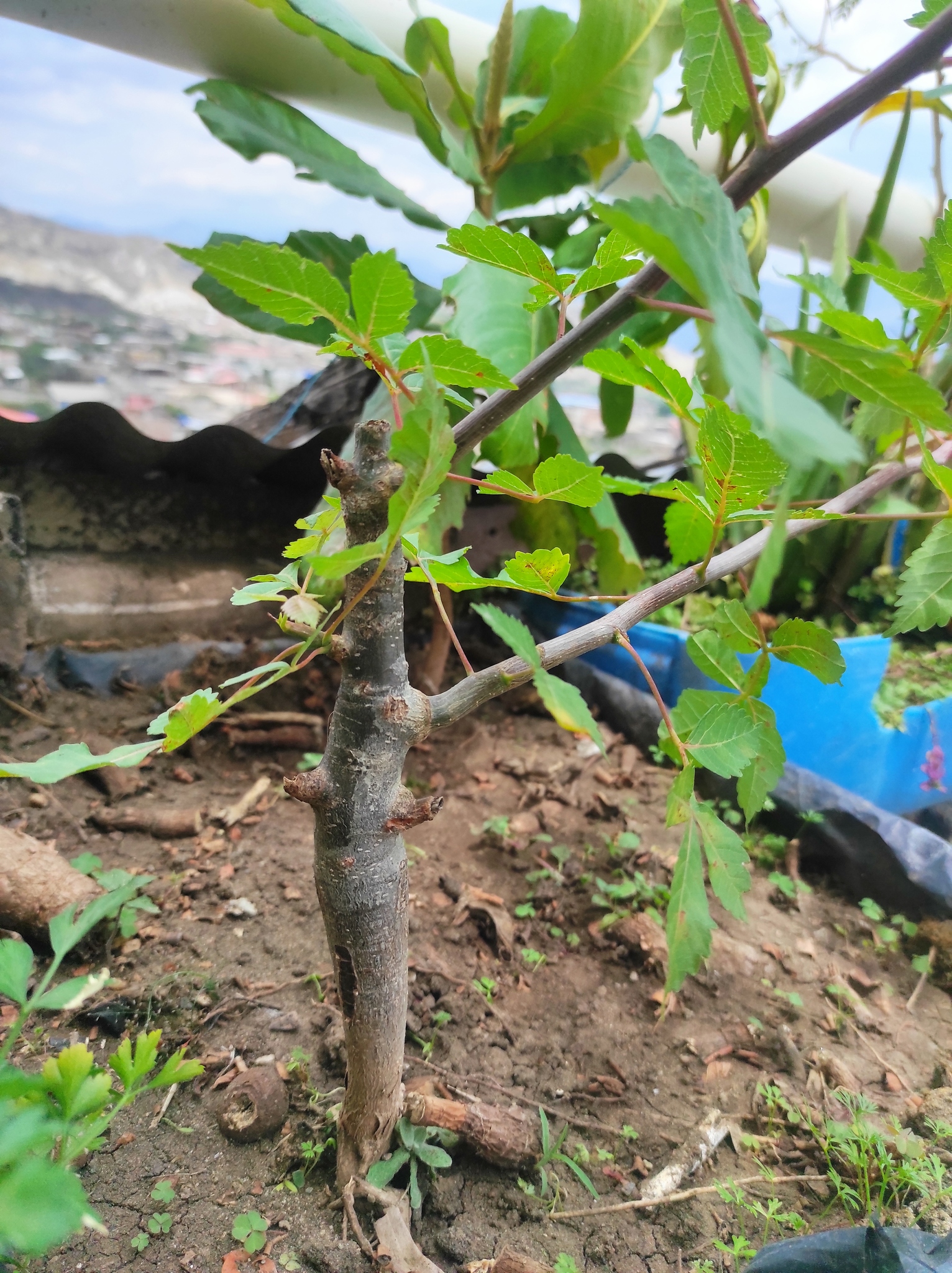 Bursera graveolens image