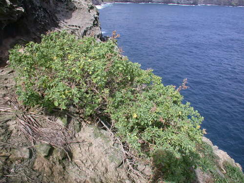 Chenopodium oahuense observed 2005-04-06