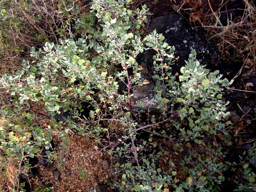 Chenopodium oahuense observed 2003-06-13