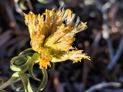 Chrysothamnus viscidiflorus viscidiflorus