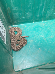 Sistrurus tergeminus