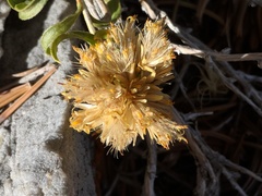 Chrysothamnus viscidiflorus viscidiflorus