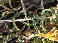 Chrysothamnus viscidiflorus viscidiflorus