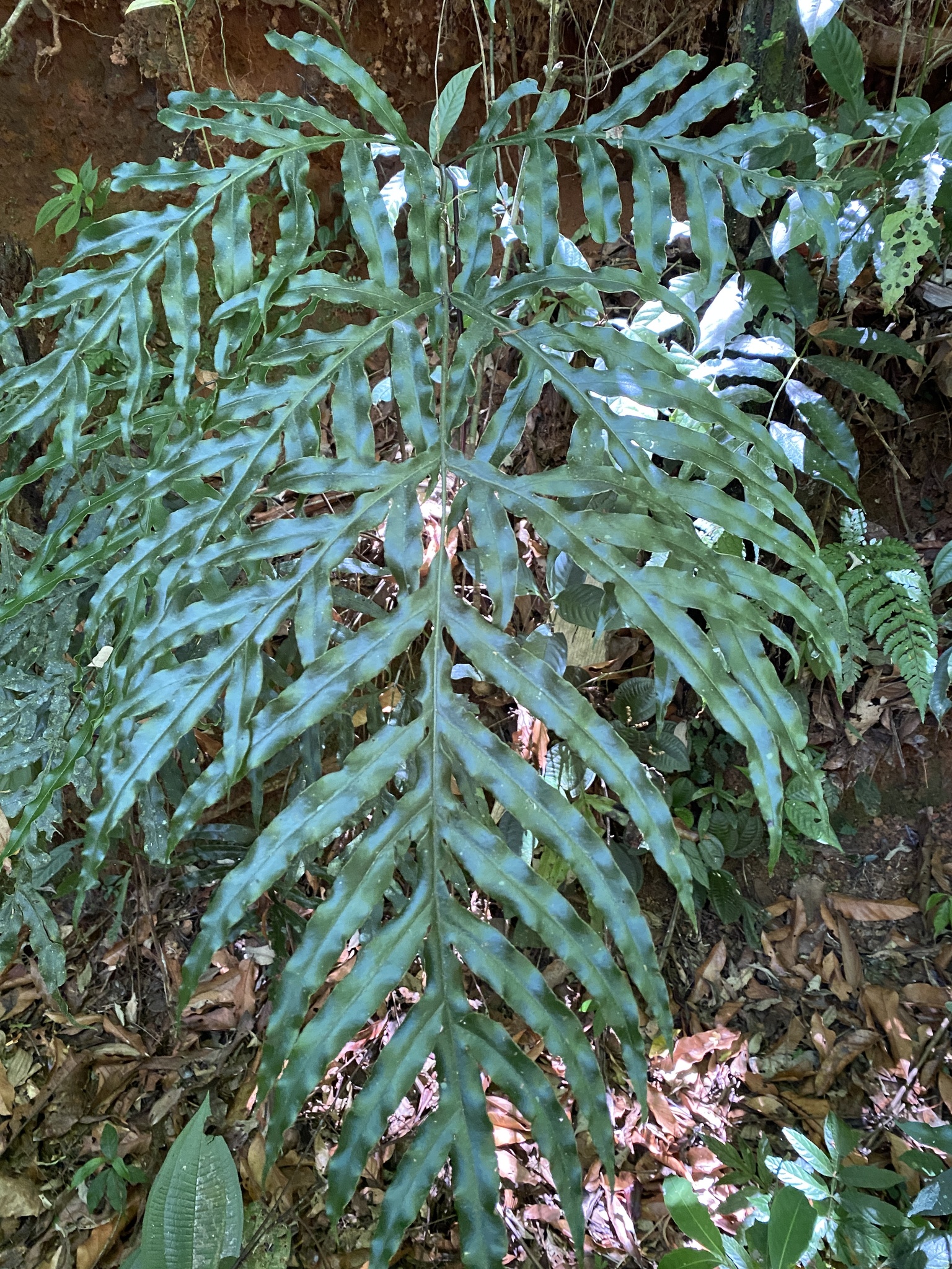 Pteris angustata