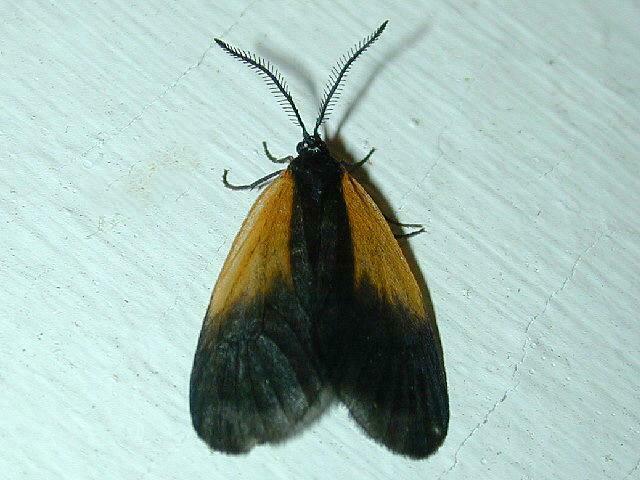 Orange-patched Smoky Moth from Ward Pound Ridge Trailside,Westchester ...