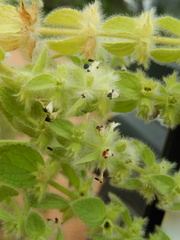Sideritis lanata