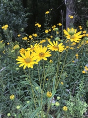 Helianthus simulans