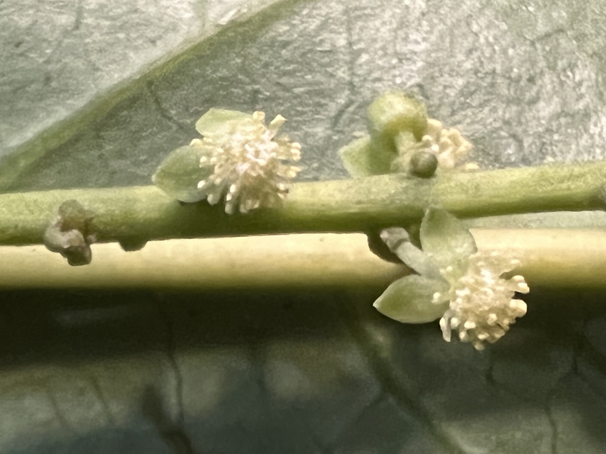Claoxylon longiracemosum