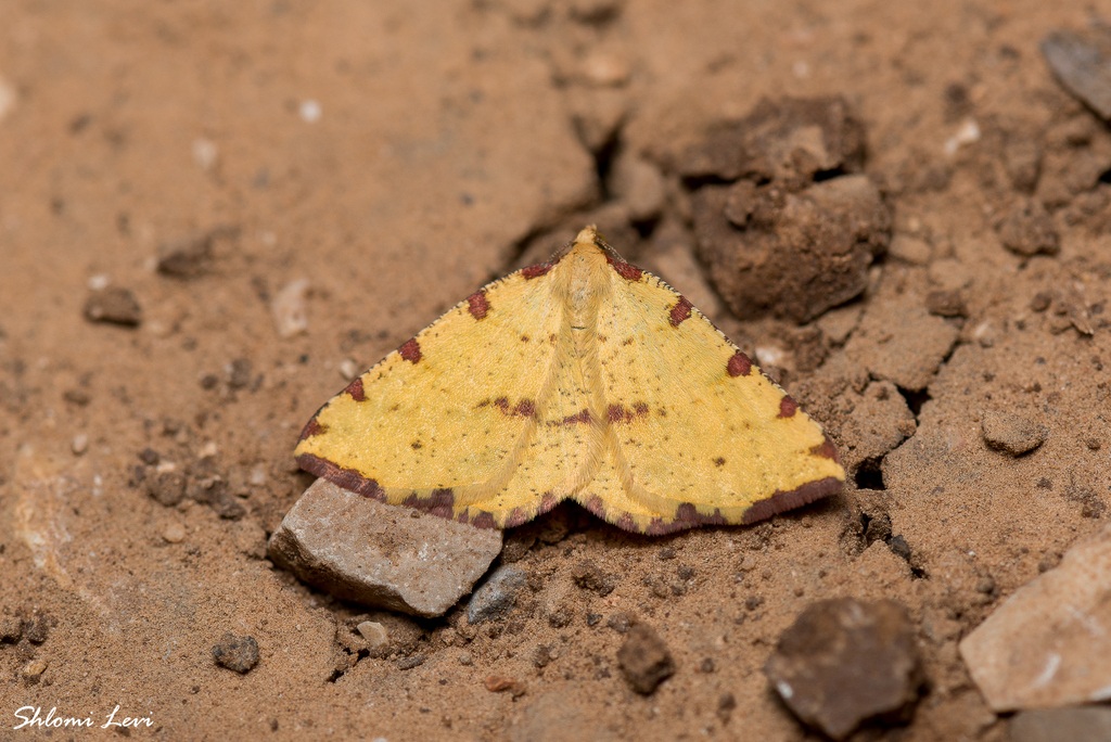 Pseudopanthera syriacata