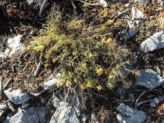 Chrysothamnus viscidiflorus viscidiflorus