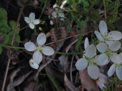 Heliophila meyeri