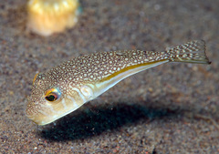 Yellow-Stripe Toadfish photo 3