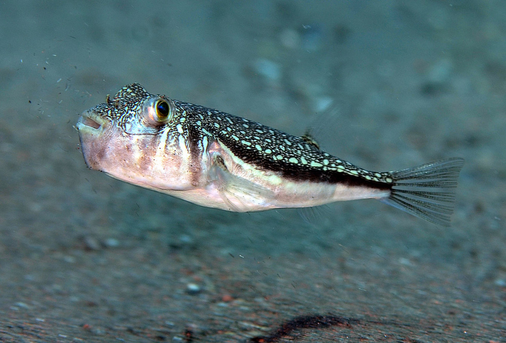 Orange-Spotted Toadfish