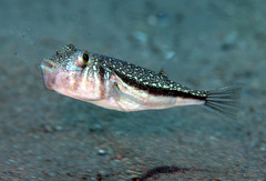 Orange-Spotted Toadfish photo 1
