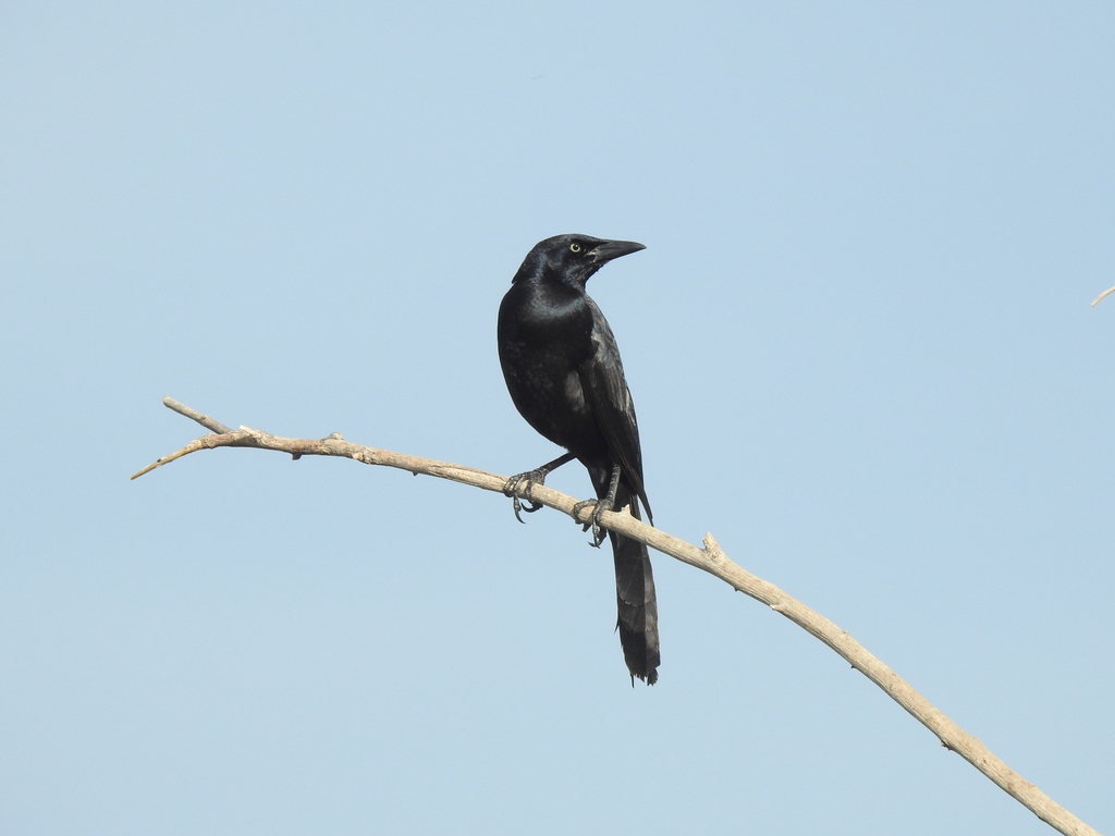 Great-tailed Grackle from Salvador Alvarado, Sin., México on February ...