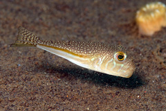 Yellow-Stripe Toadfish photo 2