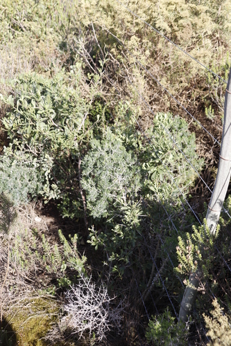 Image of Asparagus mariae by (c) Tony Rebelo, some rights reserved (CC BY-SA)