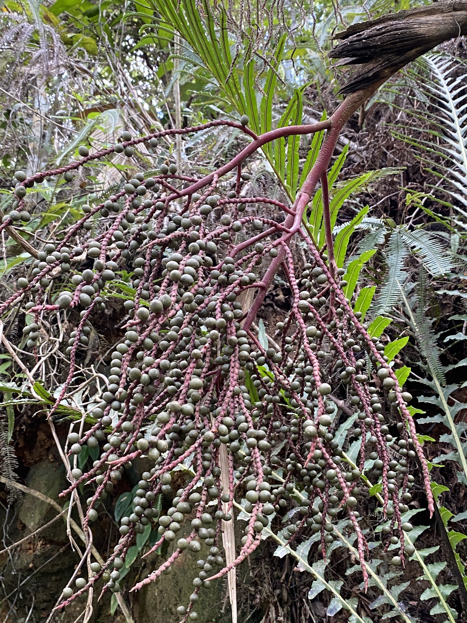 Geonoma schottiana