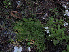 Heliophila meyeri