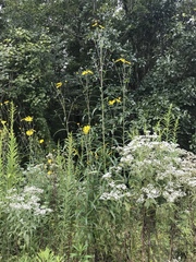 Helianthus simulans